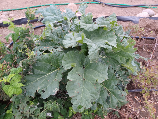 Glaskin's Perpetual Rhubarb