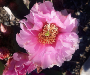 Opuntia auria