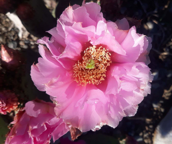 Opuntia auria