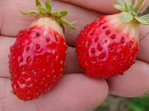 Quinault  Strawberries